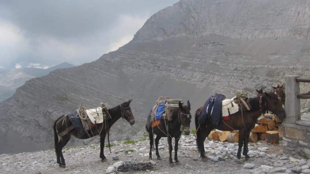 donkeys near the top of the mountain