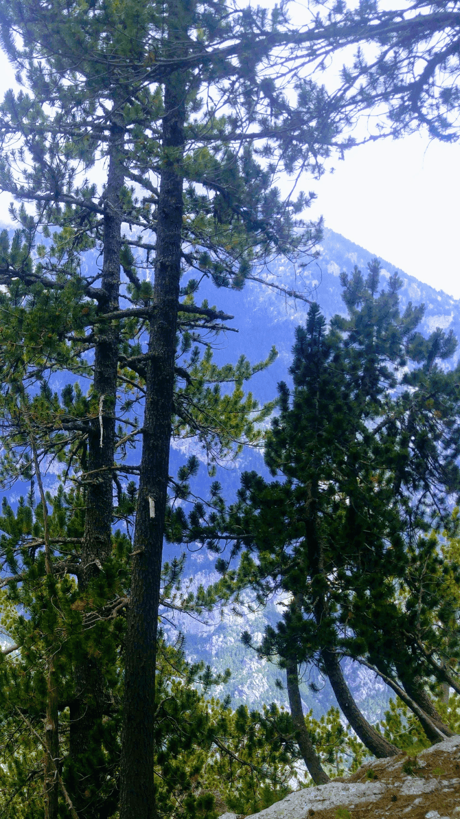 trees on the mountain