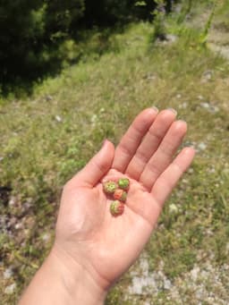 Mt Olympus June 2025 - Image 19