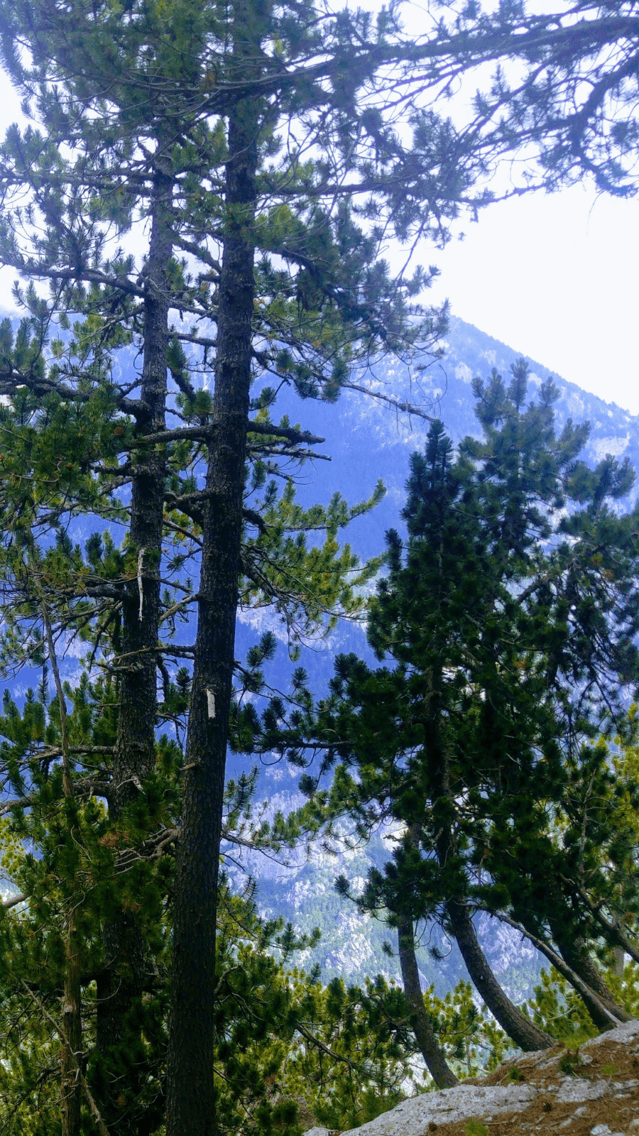 trees on the mountain