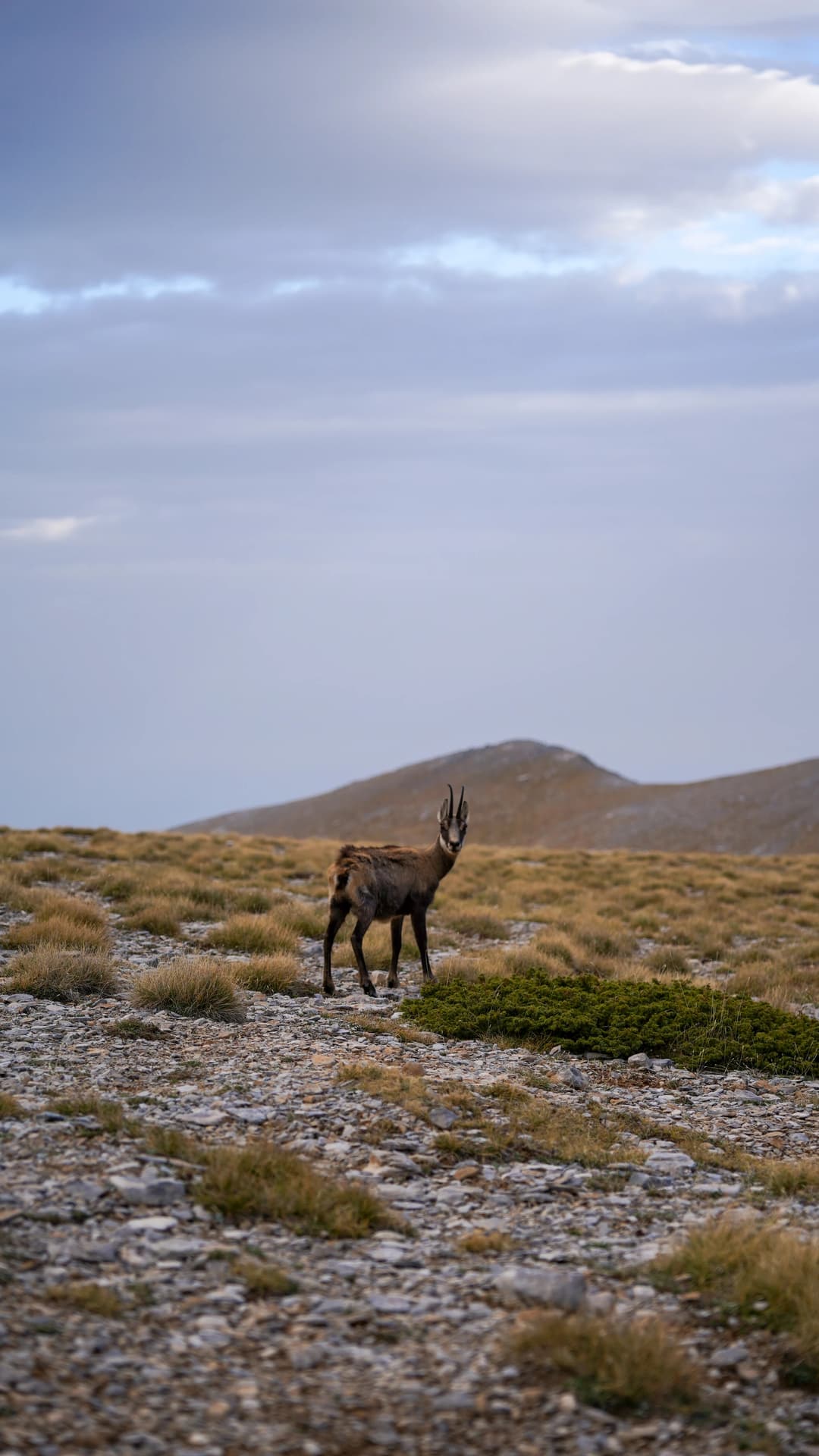 Mountain goat