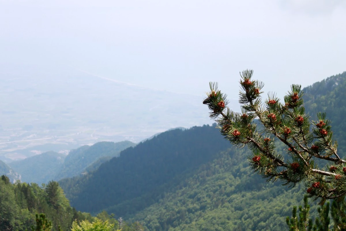 nature